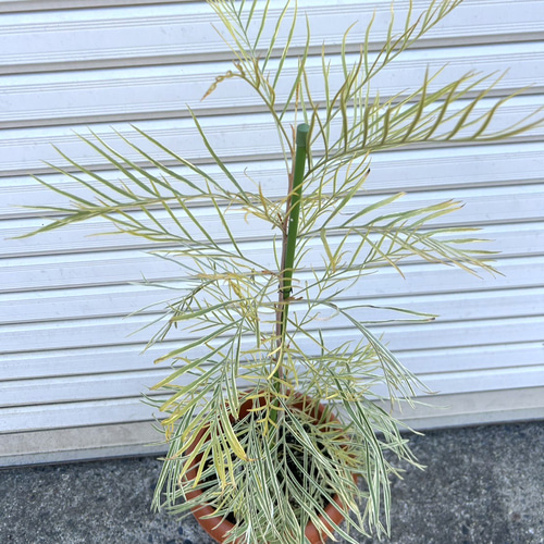 激レア】グレビレア ハニーワンダー 希少 オージープランツ 常緑低木