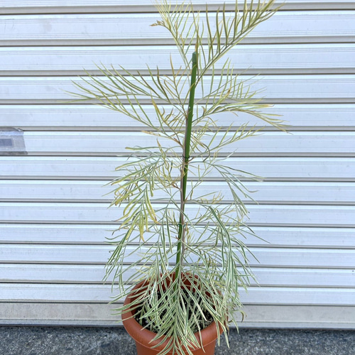 激レア】グレビレア ハニーワンダー 希少 オージープランツ 常緑低木