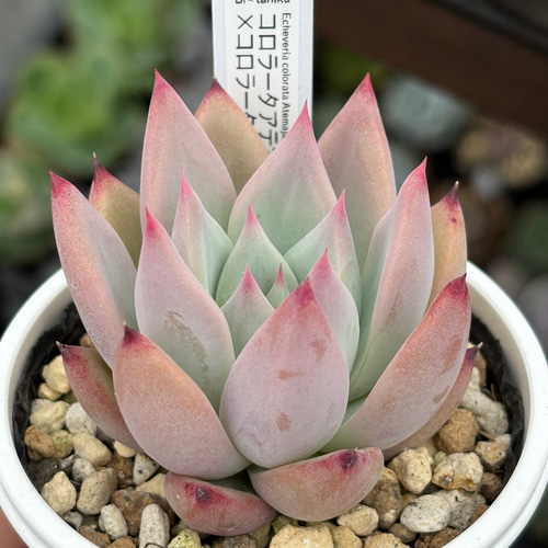 オリジナル交配苗！☆コロラータアテマハック×コロラータ 多肉植物