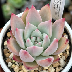 544c12d8090cbbc601796ae74676b1