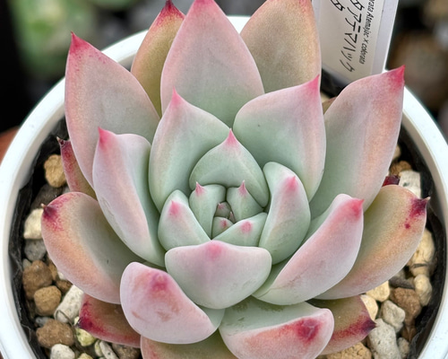 18.【札付き】25×33コロラータ Mさん苗 Mコロ 多肉植物 エケベリア 2023.12.18 #26コロラータ実生 #コロラータ #mさんコロラータ #mさん苗