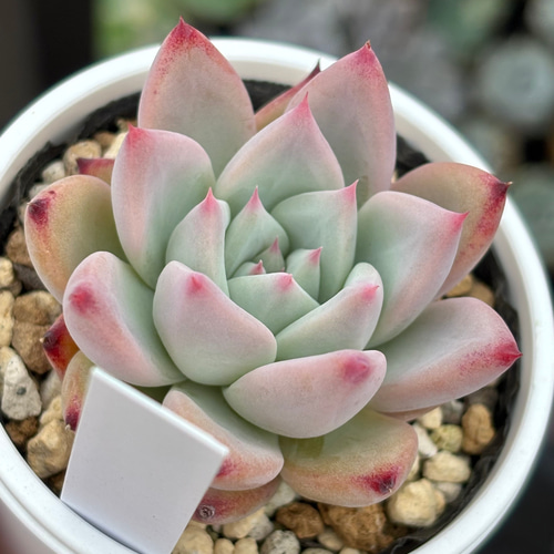 オリジナル交配苗！☆コロラータアテマハック×コロラータ 多肉植物