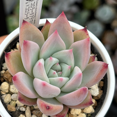 オリジナル交配苗！☆コロラータアテマハック×コロラータ 多肉植物