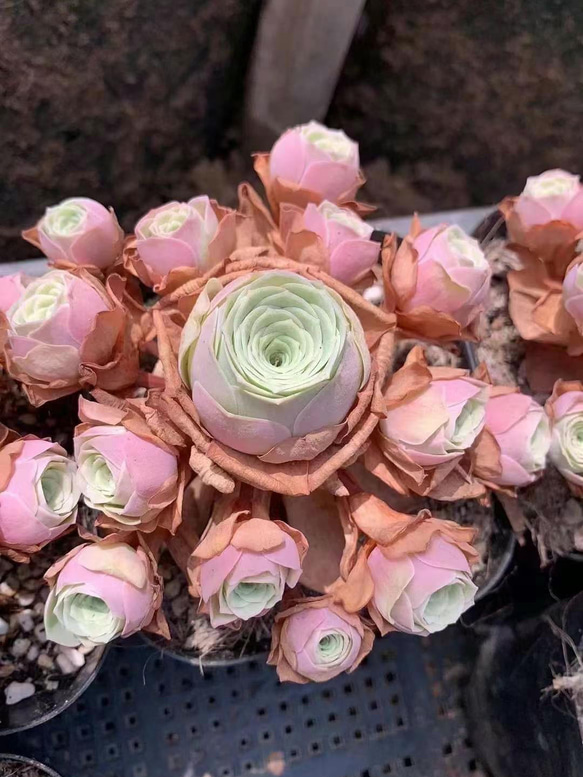多肉植物 グリーノビア ロリンカ 群生しやすい品種 カット苗 1株 多肉 