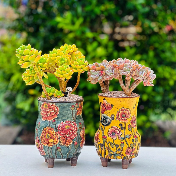 2026多肉福袋　豪華12苗 お買い得 早い者勝ち 2026 超豪華 12品種 多肉植物福袋 多肉植物 愛