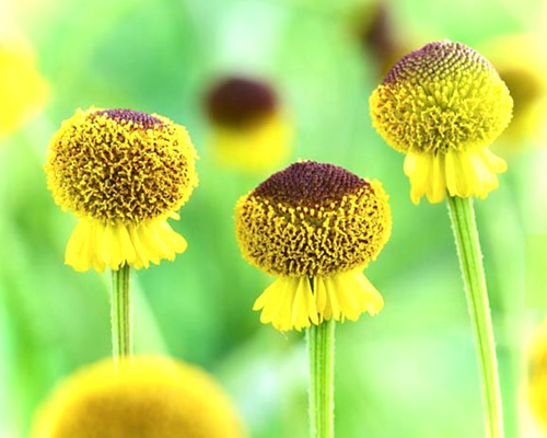 コロン～♡ヘレニウム苗 オータムロリポップ アートフラワー Little