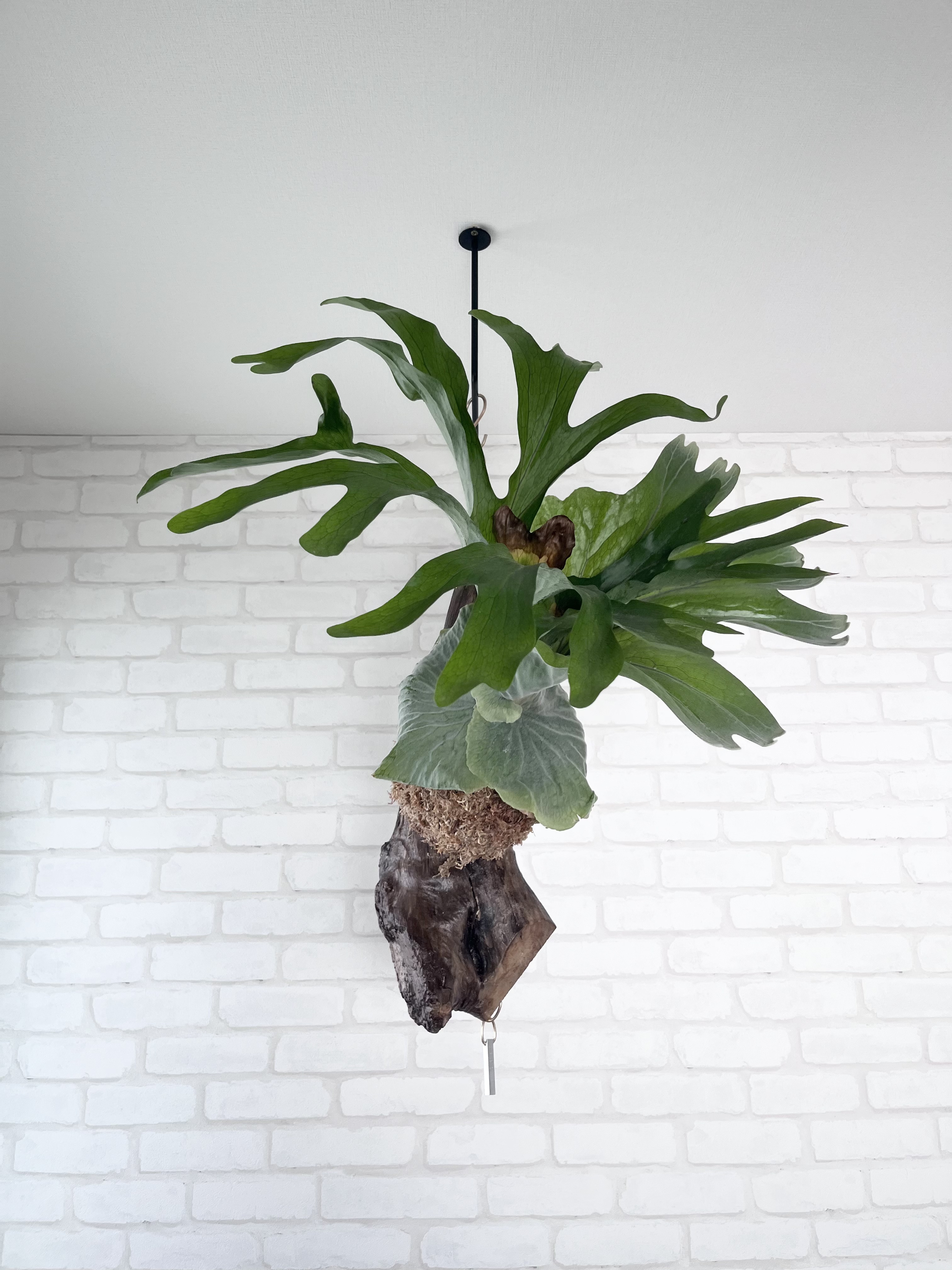 ビカクシダ コウモリラン スパーバム 流木付け 観葉植物