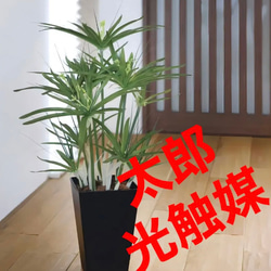 光触媒　人工観葉植物　ウォールグリーン　フェイクグリーン　パピルス60 光触媒 人工観葉植物 ウォールグリーン フェイクグリーン パピルス60
