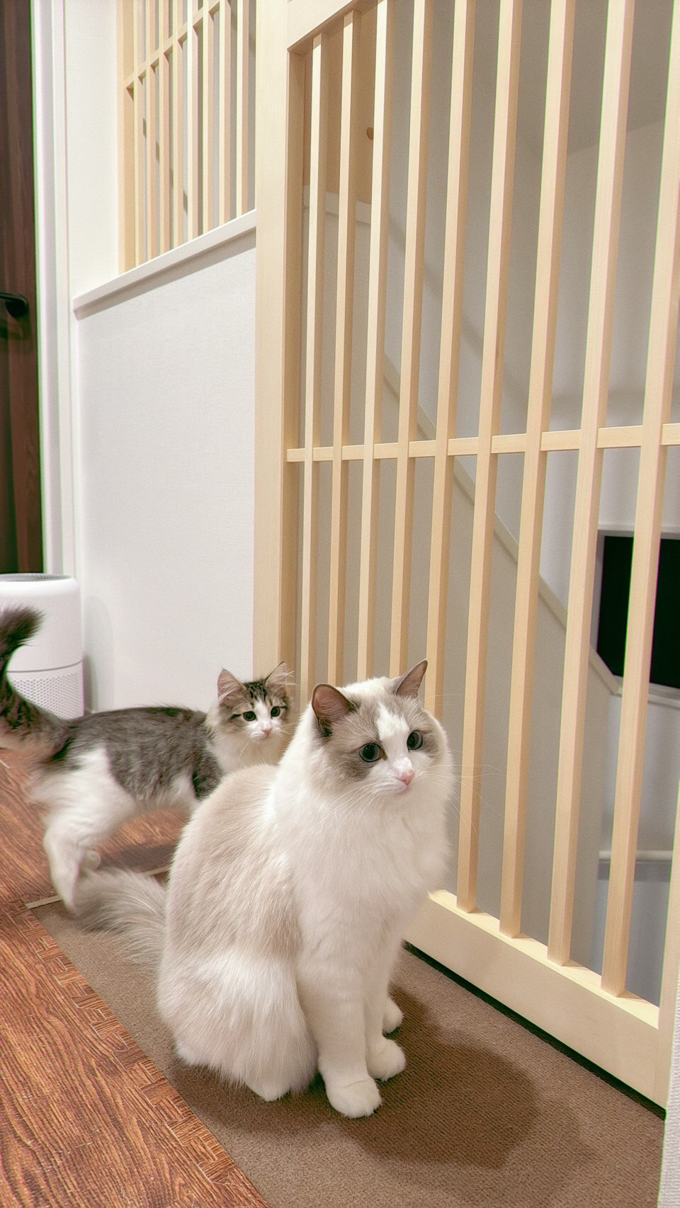 ネコちゃんの迷子を防ぐドア