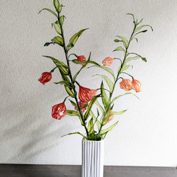 ◇サンダーソニア“提灯百合