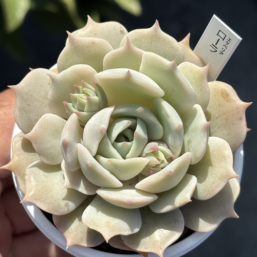 人気品種！☆ローラ 多肉植物 自家栽培 国産 多肉植物 美