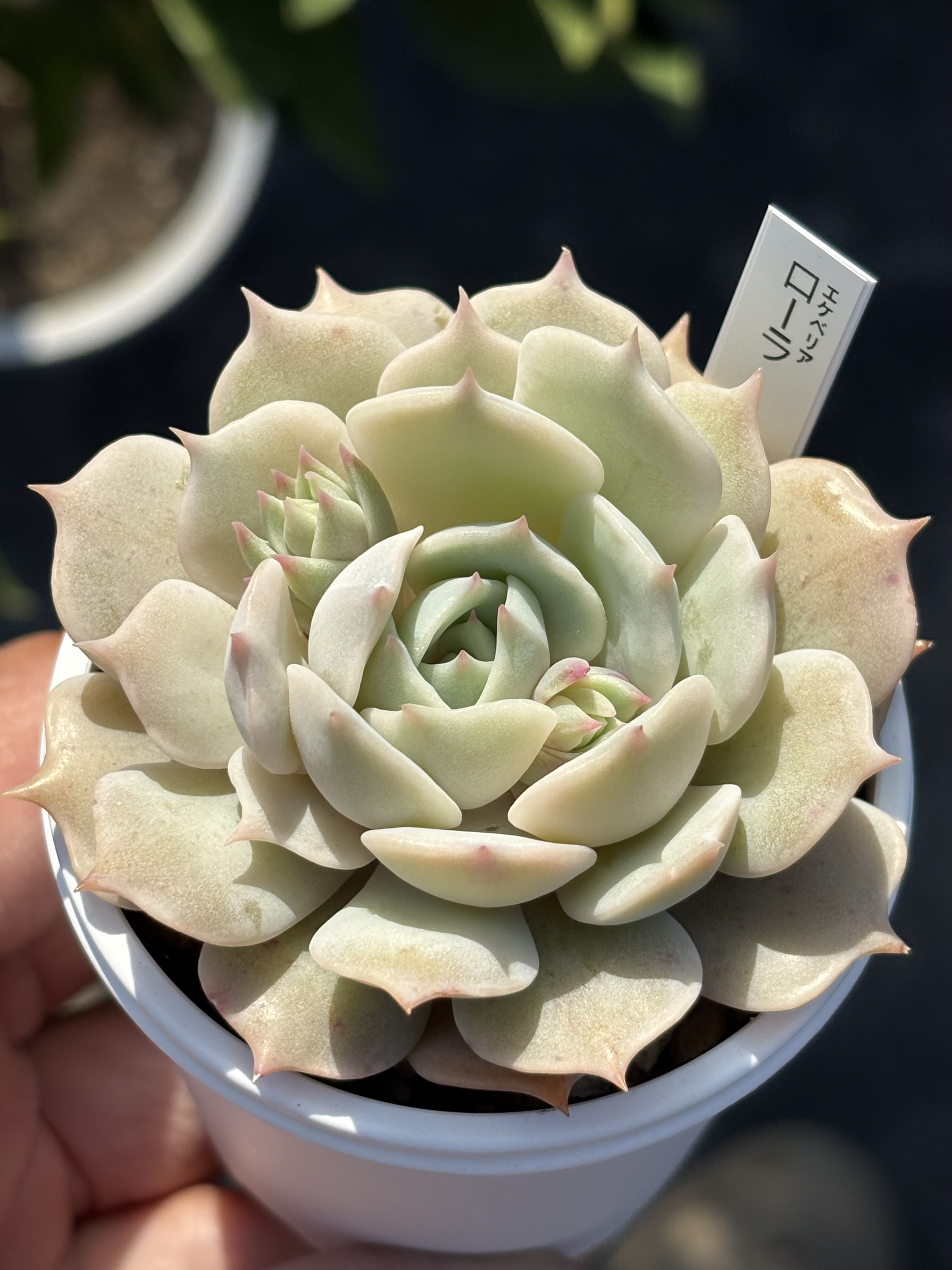 多肉植物 エケベリア　ローラ　大苗　抜き苗　子株付き 多肉植物 エケベリア ローラ 大苗 抜き苗 子株付き