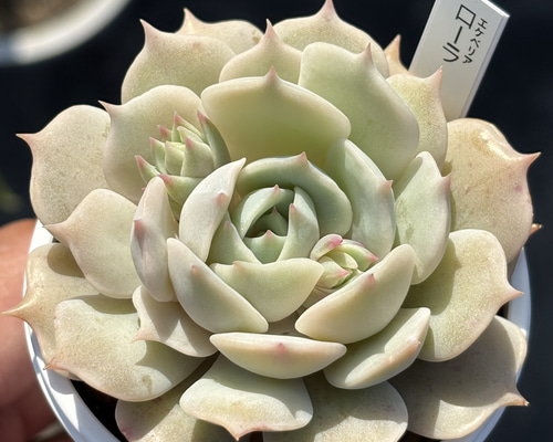 人気品種！☆ローラ 多肉植物 自家栽培 国産 多肉植物 美✴︎taniku