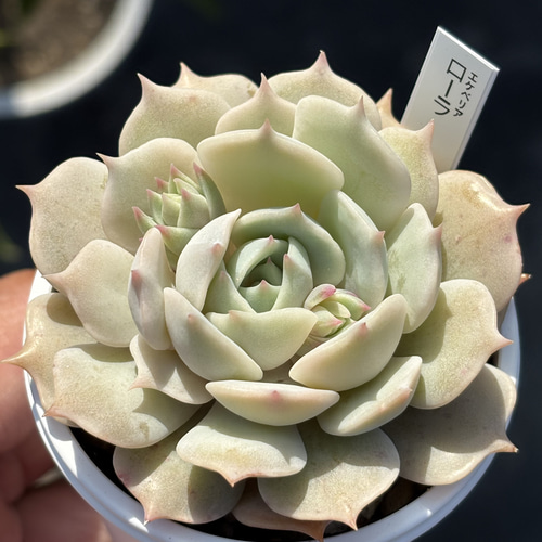 多肉植物 エケベリア　ローラ　大苗　抜き苗　子株付き 多肉植物 エケベリア ローラ 大苗 抜き苗 子株付き