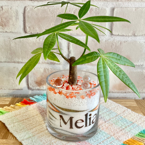 カラーサンドアート/パキラ/開店祝い/開業祝い サンドアート 開業祝い 開店祝い 新築祝い 引越し祝い カラーサンド