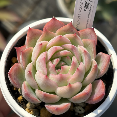 オリジナル交配苗！☆霜椿×チワワエンシスルビーブラッシュ 多肉植物