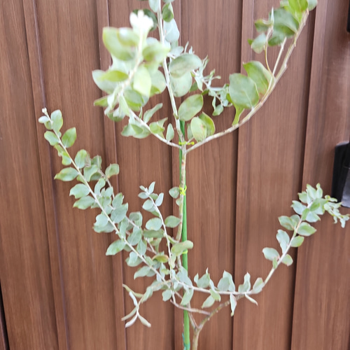 ボリューム株 パールアカシア ポット鉢植え ミモザ 苗 オージー