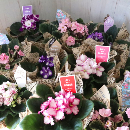 おまかせ♡室内花の女王♡セントポーリア♡鉢ごと♡ アートフラワー