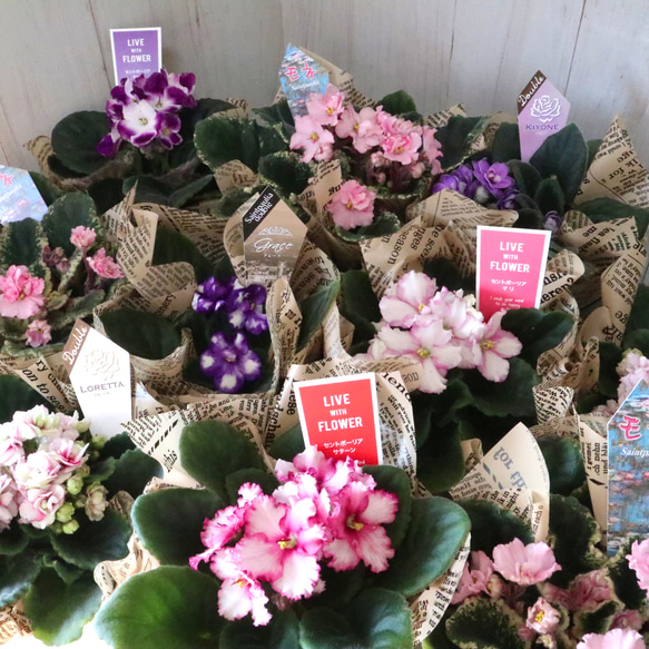 おまかせ♡室内花の女王♡セントポーリア♡鉢ごと♡ アートフラワー