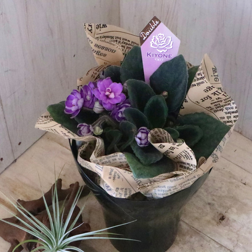 おまかせ♡室内花の女王♡セントポーリア♡鉢ごと♡ アートフラワー