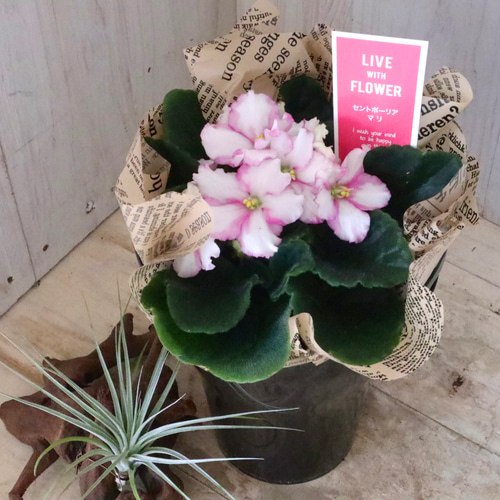 おまかせ♡室内花の女王♡セントポーリア♡鉢ごと♡ アートフラワー