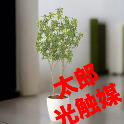 光触媒 人工観葉植物 ウォールグリーン フェイクグリーン フレッシュ
