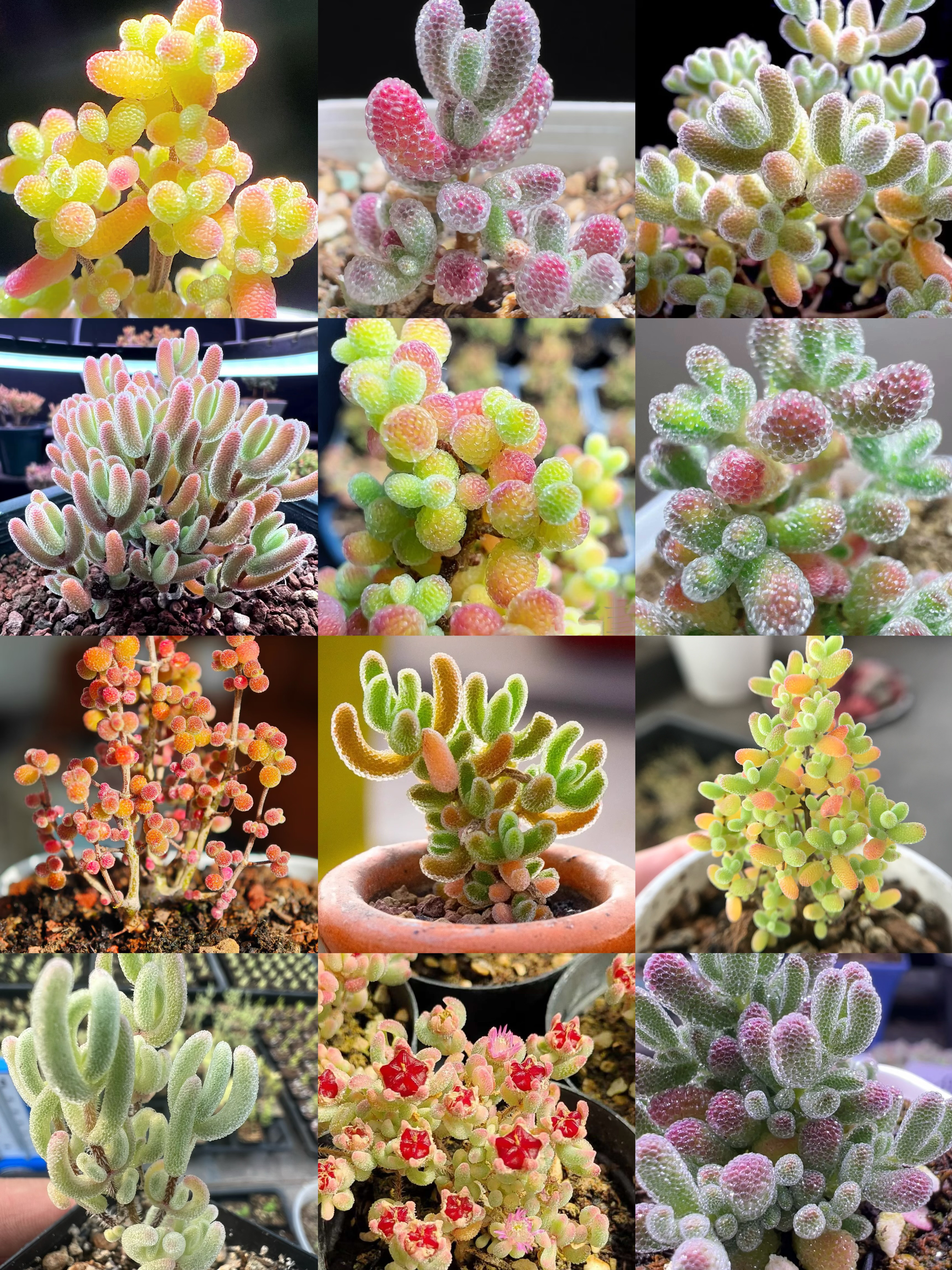 お買い得　早い者勝ち　多肉植物　人気ドロサンテマム キラキラ　超豪華 20品種 お買い得　早い者勝ち　多肉植物　人気ドロサンテマム キラキラ　超豪華 20品種