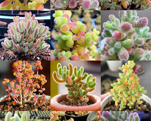 新入荷 ドロサンテマム 多肉植物 人気種 152f1e74a9277c5015d6f2b5766eb9