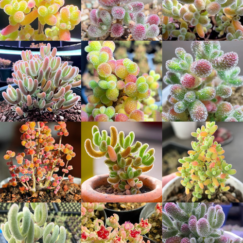 てんどん様　ご購入用　ドロサンテマム お買い得 早い者勝ち 人気ドロサンテマム キラキラ 20品種 2025