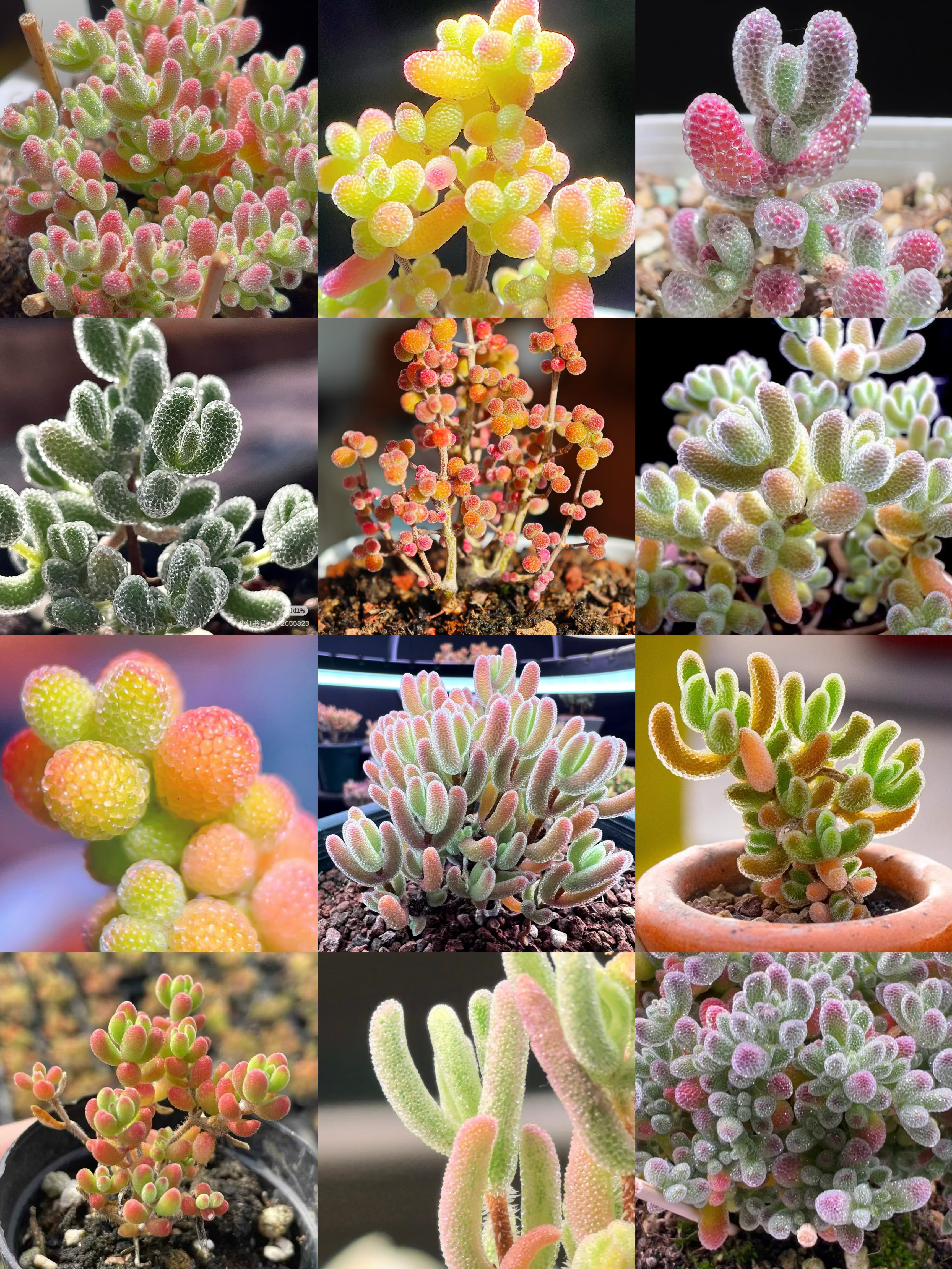 お買い得　早い者勝ち　人気ドロサンテマム  キラキラ　10品種　2025  超豪華　多肉植物福袋