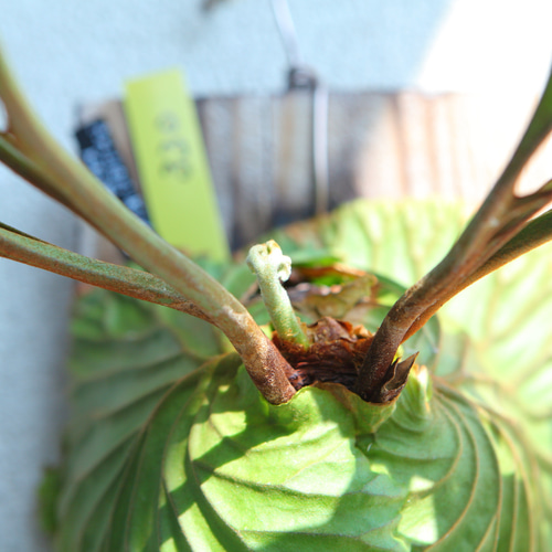 P. ridleyi Wild ビカクシダ　リドレイ　流木　ワイルド株 ワイルド リドレイ P.ridleyi WILD ボルネオ輸入株 一点物 検