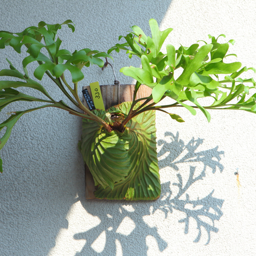 現品【P.ridleyi wild Kalimantan 】ビカクシダ リドレイ
