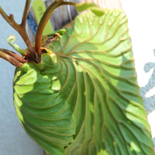 P.ridleyi wild リドレイワイルド 速達無料《板付可能サイズ》P.ridleyi wild_リドレイ ワイルド①
