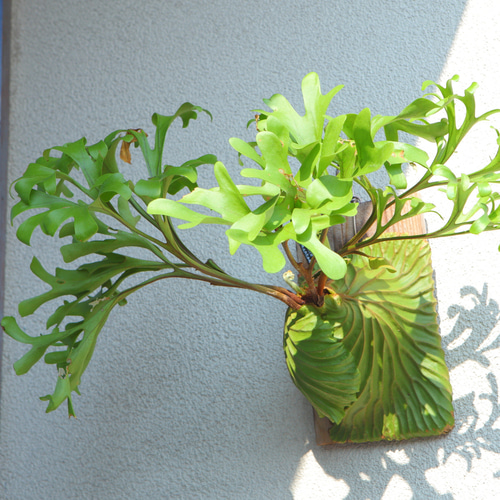 現品【P.ridleyi wild Kalimantan 】ビカクシダ リドレイ