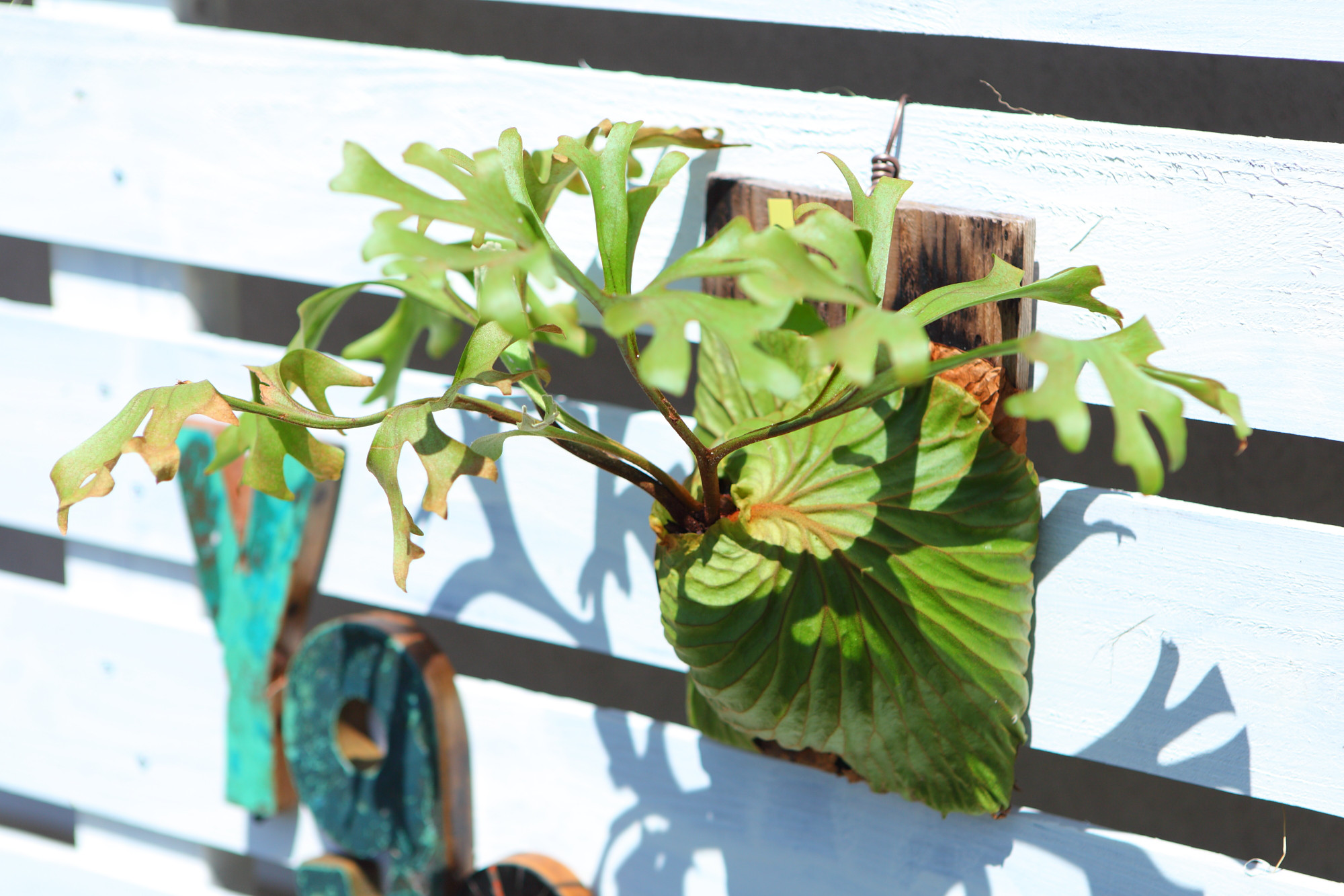 現品【P.ridleyi wild 】ビカクシダ リドレイ ワイルド　No.331