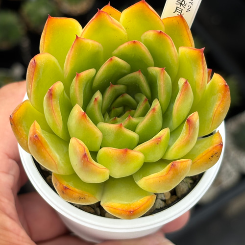 人気レア品種！☆木染月 多肉植物 自家繁殖 国産 多肉植物 美