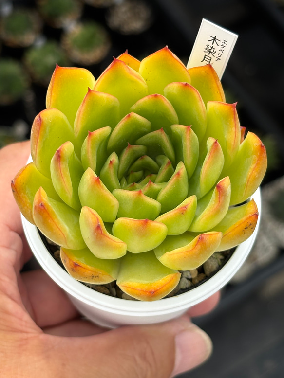 人気レア品種！☆木染月 多肉植物 自家繁殖 国産 多肉植物 美