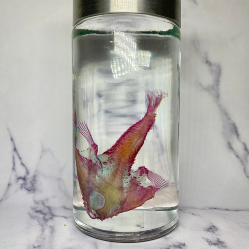 激レア】透明標本(フウリュウウオ 全長約82mm) (通常品) その他