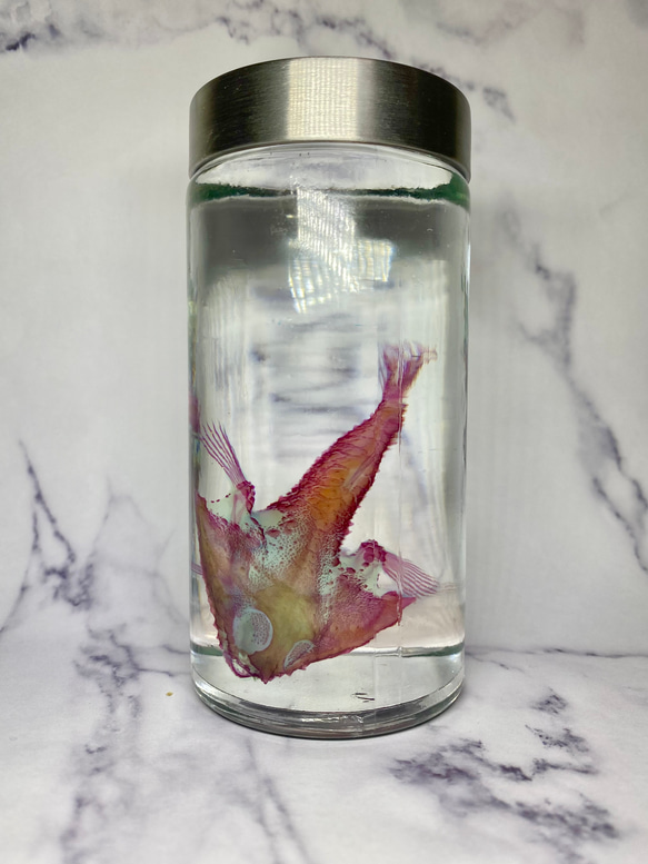 激レア】透明標本(フウリュウウオ 全長約82mm) (通常品) その他