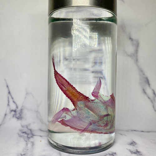 激レア】透明標本(フウリュウウオ 全長約82mm) (通常品) その他