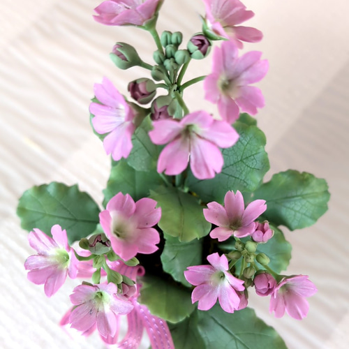 クレイフラワー桜草