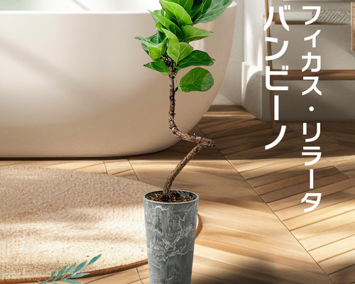 バンビーノ カシワバゴムノキ フィカス 観葉植物 まがり インテリア