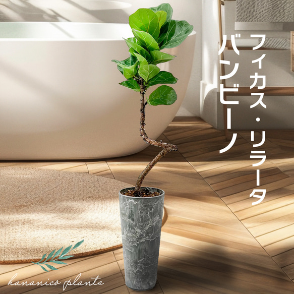 『創』フィカス バンビーノ♪ 108cm 曲がりフォルム♪ フィカス・リラータ・バンビーノ まがり L | 観葉植物の通販 AND