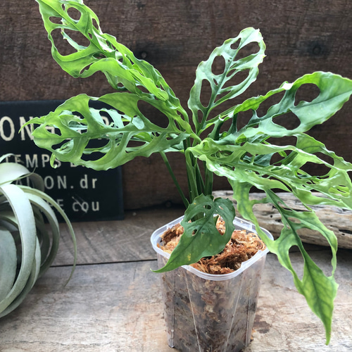 モンステラ オブリクア ペルー「Monstera obliqua Peru」 アート