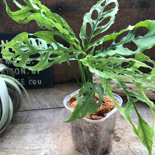 モンステラ オブリクア ペルー「Monstera obliqua Peru」 アート