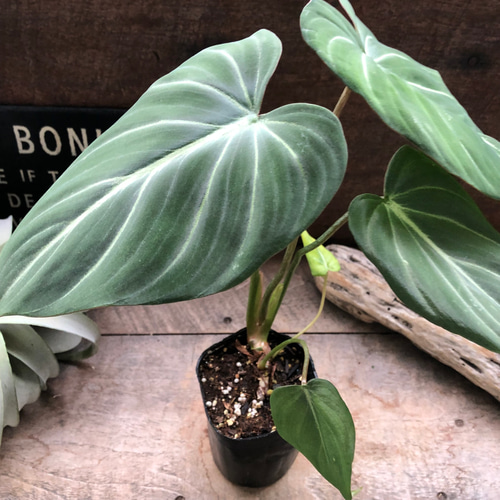 【希少観葉植物】フィロデンドロン グロリオーサム バリエガタ フィロデンドロン・グロリオーサム | 希少植物の販売
