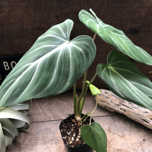 フィロデンドロン♡グロリオーサム♡可愛い♡観葉植物♡ アート