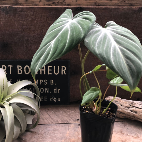 フィロデンドロン♡グロリオーサム♡可愛い♡観葉植物♡ アート