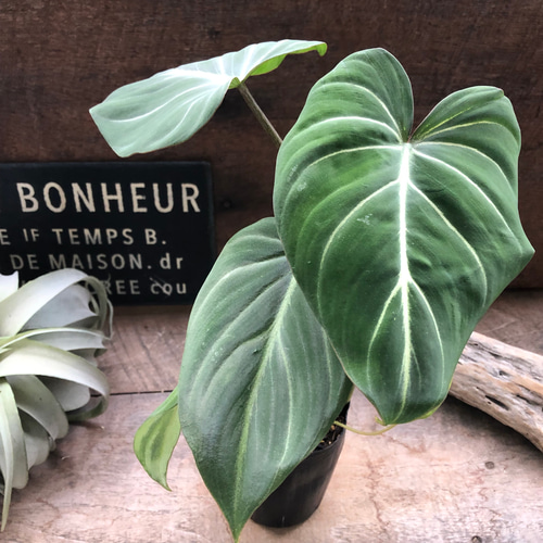 フィロデンドロン♡グロリオーサム♡可愛い♡観葉植物♡ アート