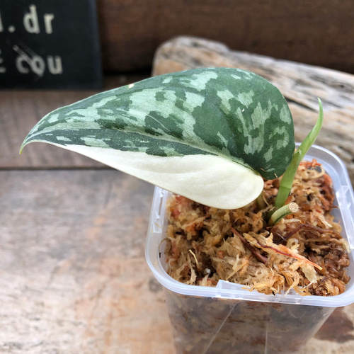 スキンダプサス マヤリ SCINDAPSUS MAYARI Scindapsus 'Mayari' – Zero's Plants